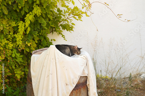 Big gray striped cat with sleeping  on a tub with a white cloth near white wall and yellow leaves tree. Cat watching  outdoor. Funny home pets. Concept of protection of stray animals. Autumn in Europe