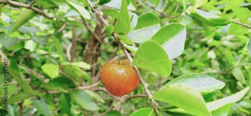Wallpaper Mural Barbados cherry, Malpighia glabra Linn fruit in nature garden Torontodigital.ca