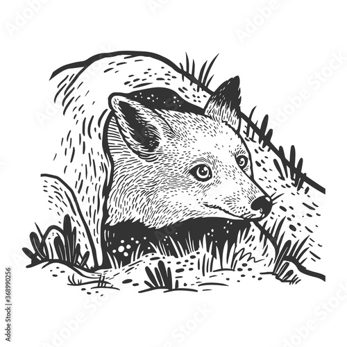fox looks out of hole sketch engraving vector illustration. T-shirt apparel print design. Scratch board imitation. Black and white hand drawn image.