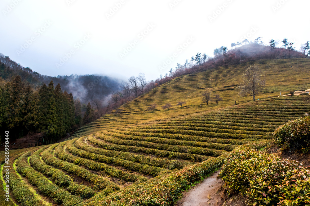 Amazing landscape view of green tea plantation in rainy day background fog covered mountain.