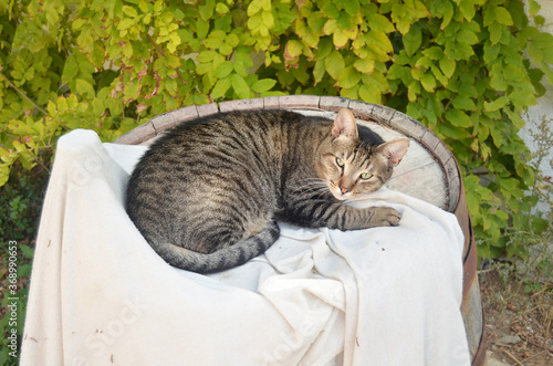 Big gray striped cat with yellow eyes lying on a tub with a white cloth and watching intently. Cat watching  outdoor. Funny home pets. Domestic animal. Concept of protection of stray animals