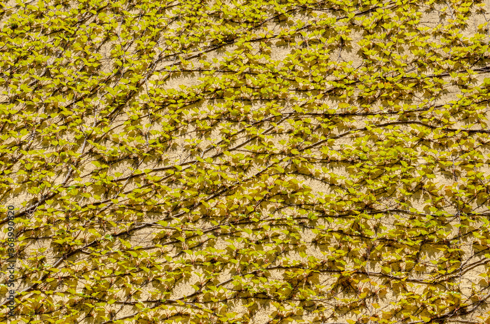 Climbing fig, Ivy.Climbing tree on wall.Isolated on yellow Climbing fig, Ivy.Climbing tree on wall.Isolated on yellow