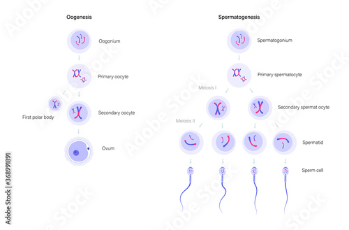 Reproductive system concept