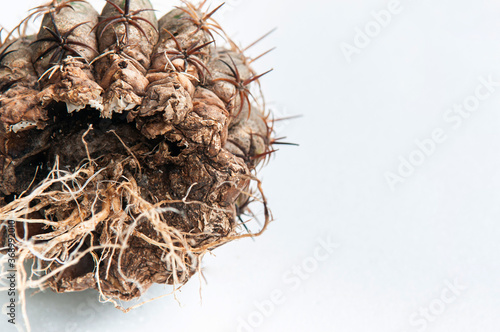 Cactus disease dry root rot caused by fungi, severe damage fungi infected Gymnocalycium cactus