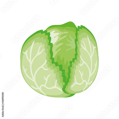 cabbage fresh on white background