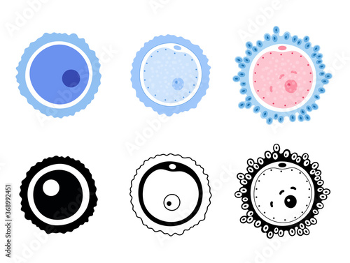 Egg cell anatomy