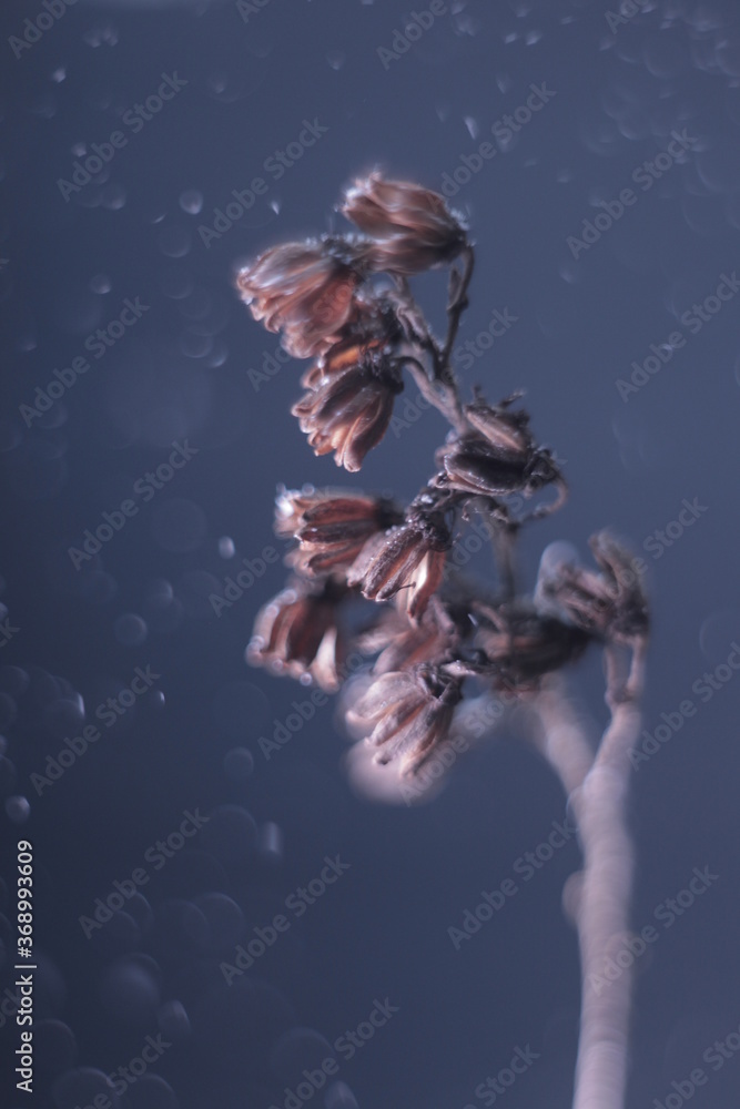 Fototapeta premium dry plant