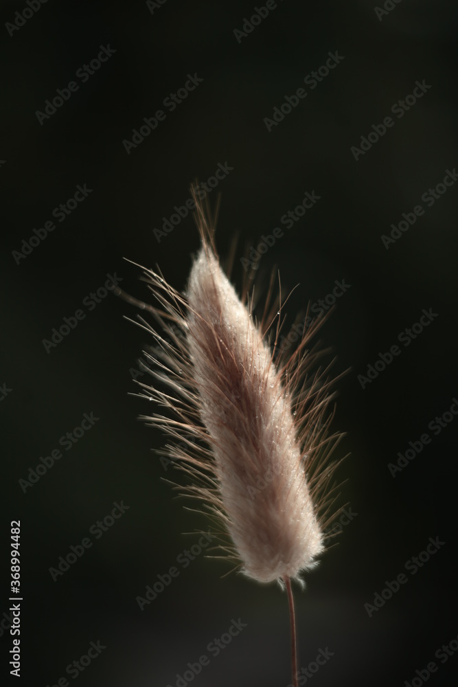 dry thistle flower