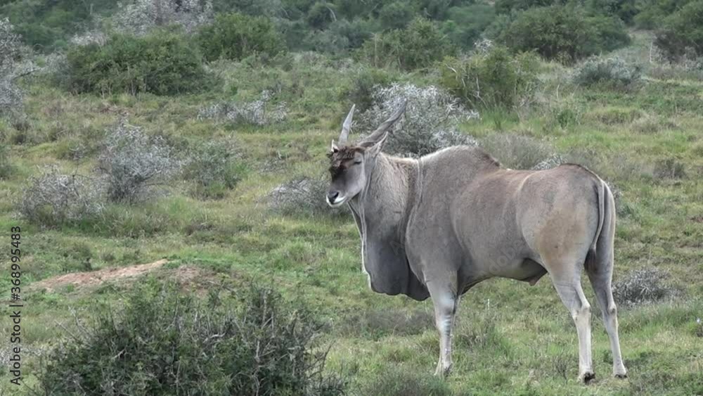 Cape Eland bull grazing.