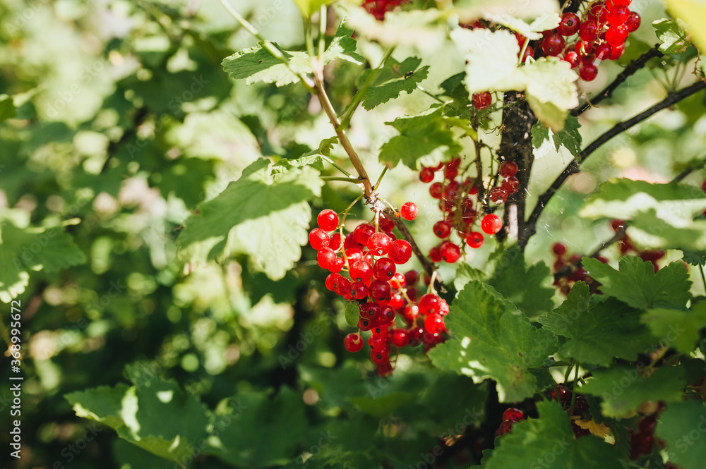 Fototapeta premium A large bush with fruits of ripe red currant close-up.