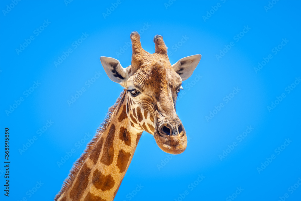 Giraffe portrait isolated in front of a blue sky