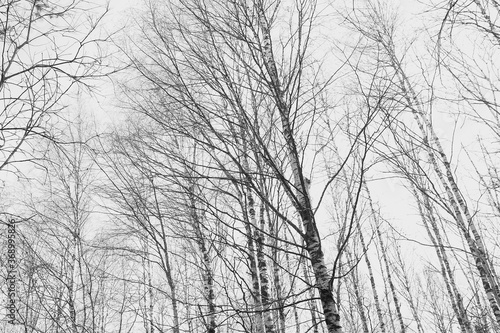 Autumn naked birch trees with black and white trunks on grey sky background. Beautiful nature background. Gloomy Leafless Birch trees at early spring before the storm.