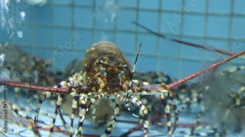 Lobsters (a family (Nephropidae, sometimes also Homaridae) of large marine crustaceans) in a Chinese seafood restaurant photo