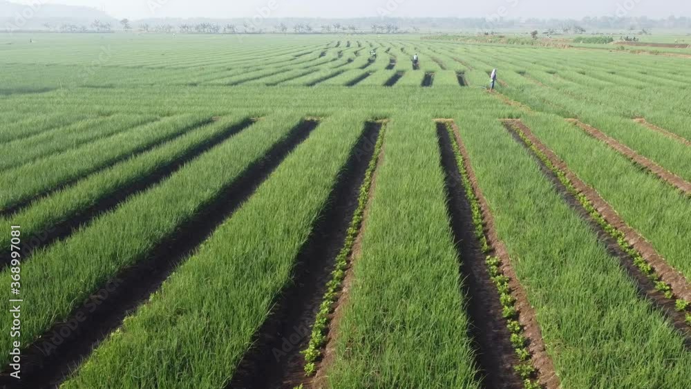 the beauty of onion fields that form patterns the beauty of onion fields that form patterns