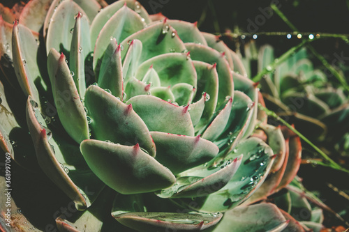 Extreme closeup of water drops on green succulent plant with shallow focus