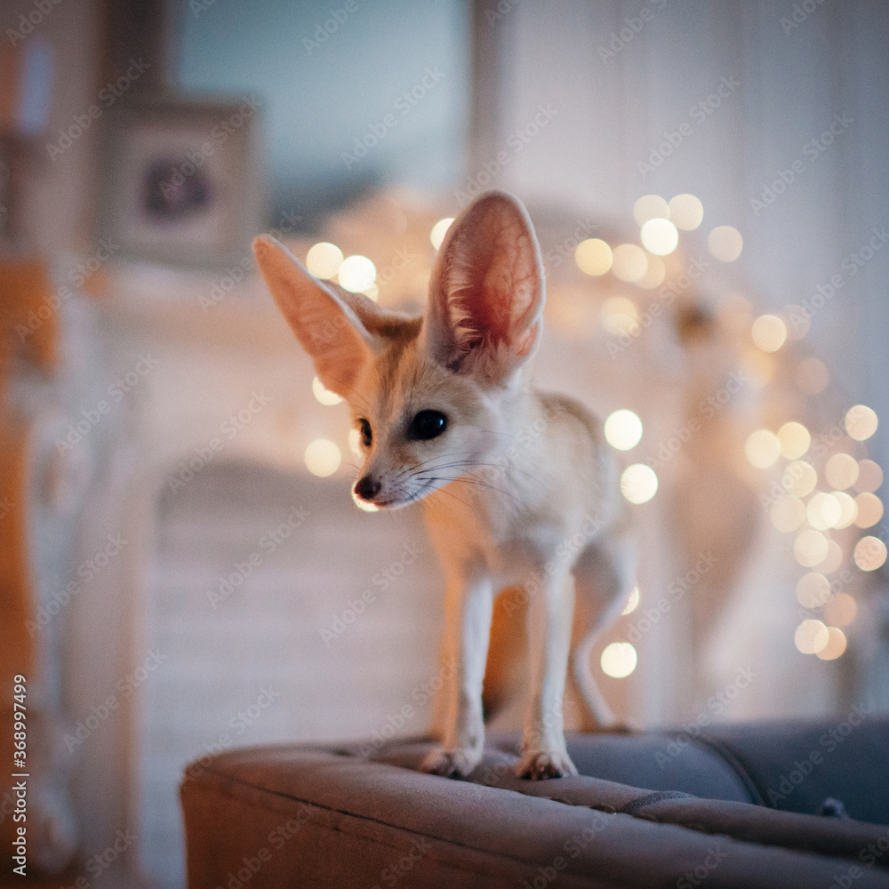 Pretty Fennec fox cub in decorated room with Christmass tree.