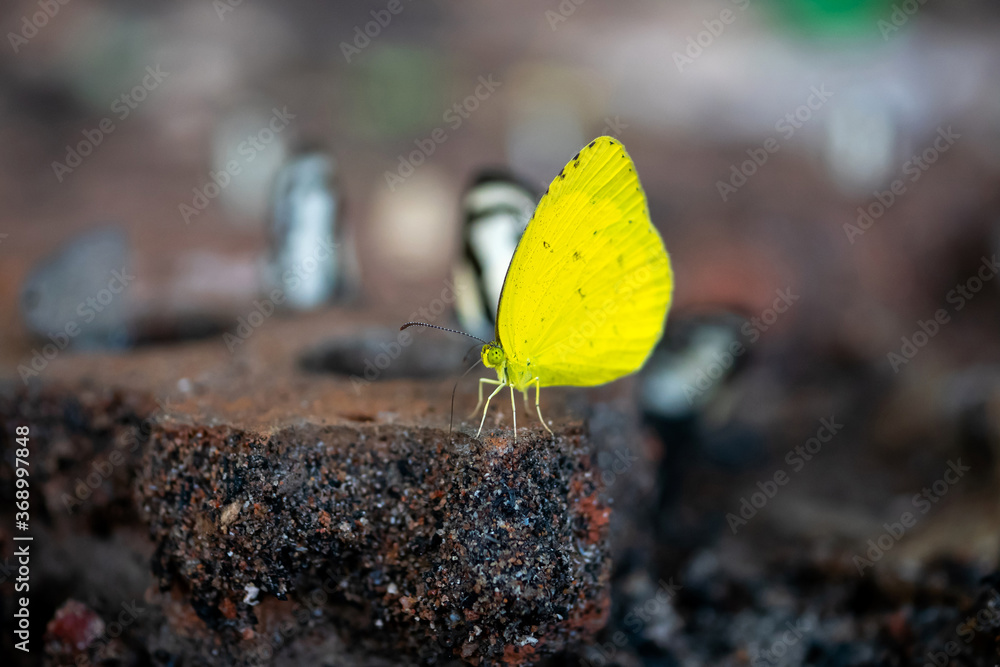 Beautiful yellow butterfly on sand Eurema andersoni, Anderson Grass Yellow) butterfly of Thailand
