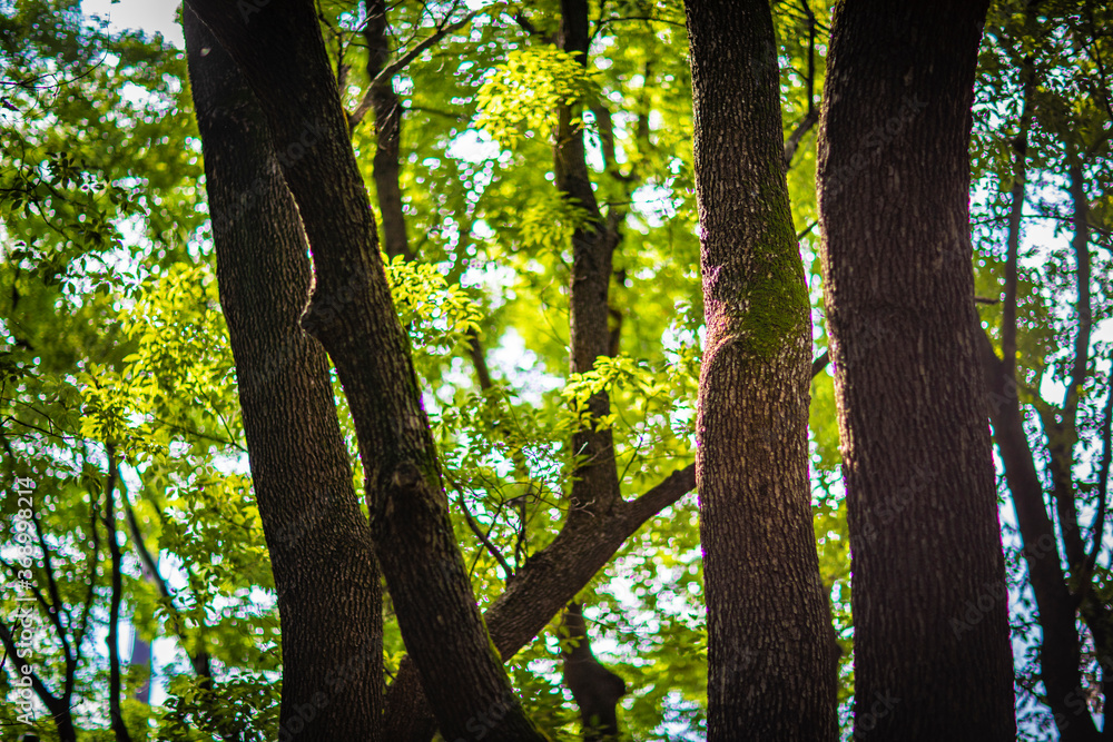 Obraz premium 樹木