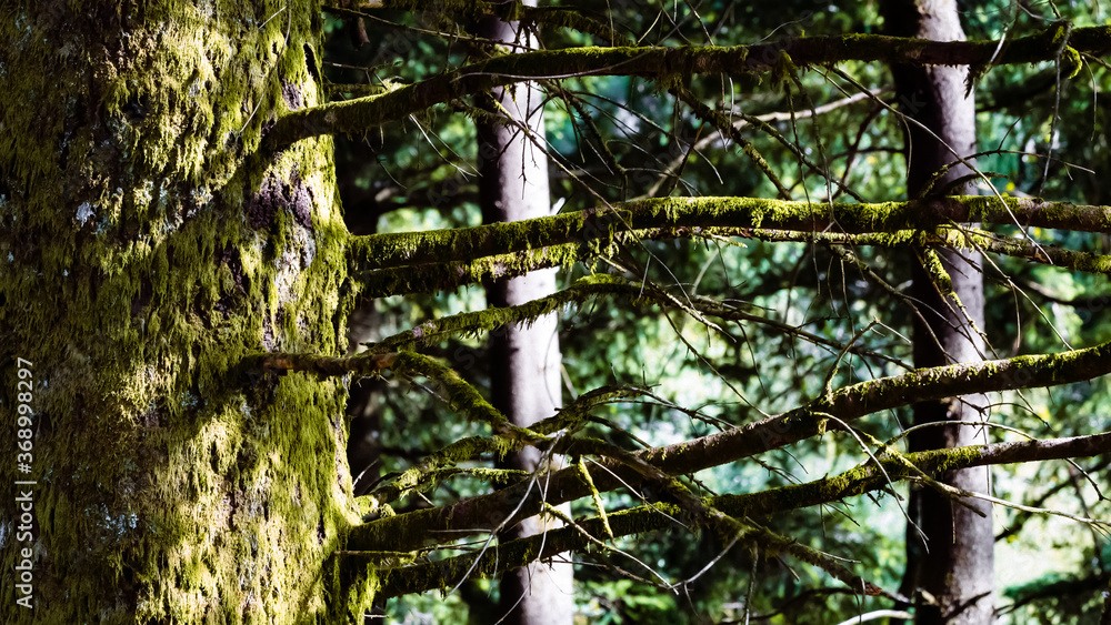 Fototapeta premium Trees in the forest