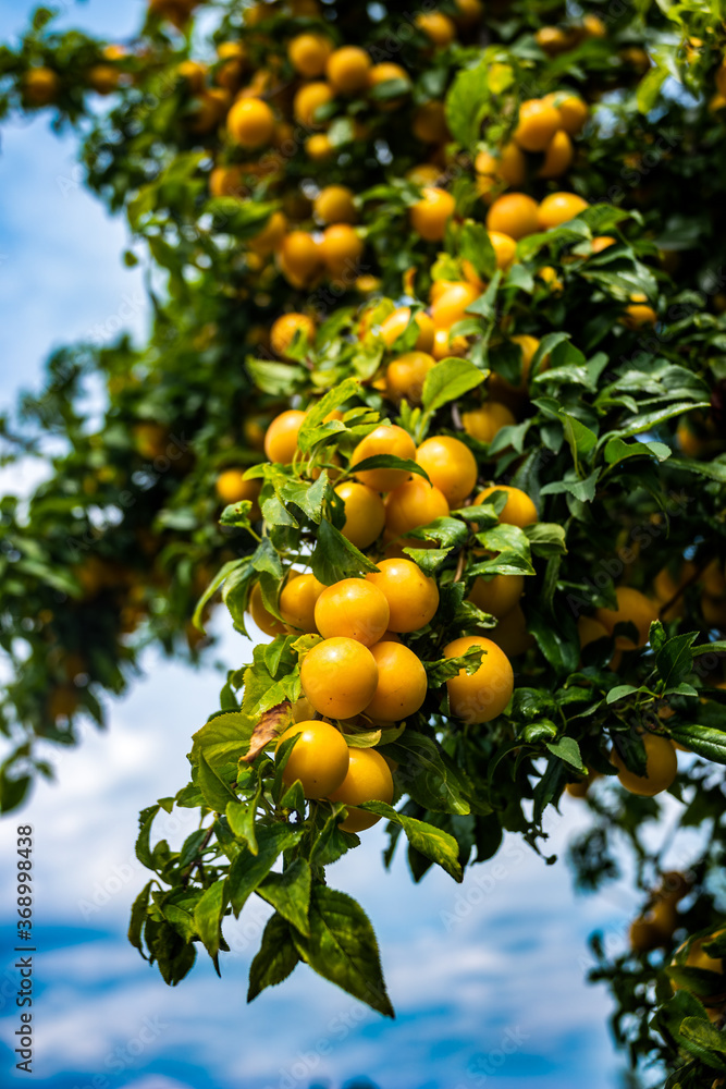 Plum tree branch with yellow fruits Plum tree branch with yellow fruits