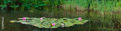 Arrangement of pink water lilies in a garden pond photo