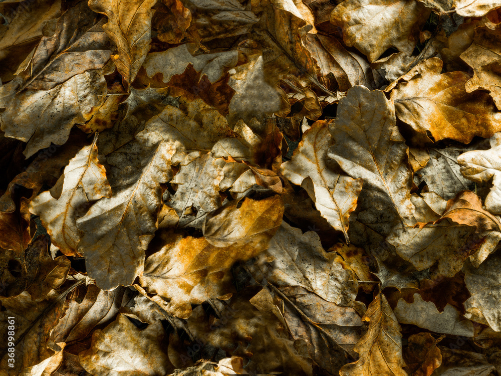 Rustic Autumn Leaves backround - 33 Rustic Autumn Leaves backround - 33
