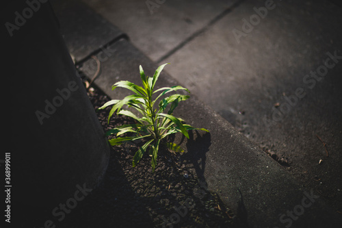 アスファルトで生きる