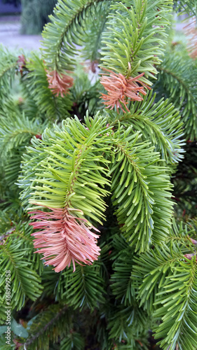 young fir branches in the forest close up