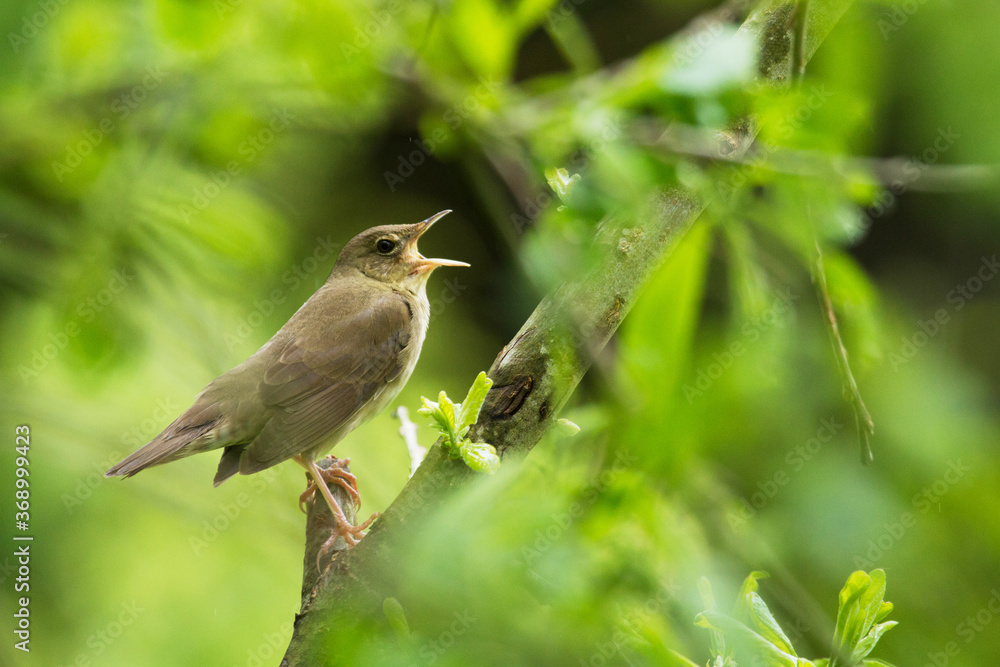 River warbler, Locustella fluviatilis singing in the bushes during summery breeding season to hold territory on a lush meadow, Estonia. River warbler, Locustella fluviatilis singing in the bushes during summery breeding season to hold territory on a lush meadow, Estonia.