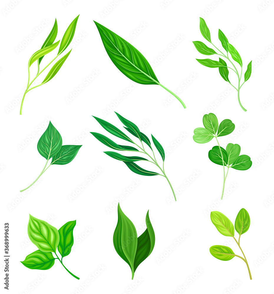 Green Leaves and Foliage with Stem and Veins or Fibers Vector Set Green Leaves and Foliage with Stem and Veins or Fibers Vector Set