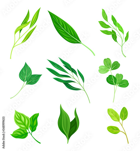 Green Leaves and Foliage with Stem and Veins or Fibers Vector Set