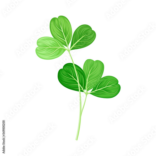 Green Leaf and Foliage with Stem and Veins or Fibers Vector Illustration