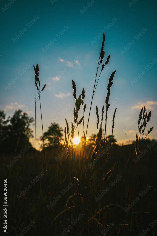 Sunset seen through hay field