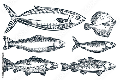 Sea fishes set, isolated on white background. Hand drawn sketch vector illustration. Seafood market food design elements