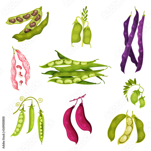 Grain Legumes or Pulse Crop with Pods and Beans Vector Set