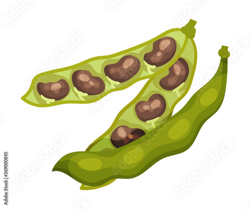 Grain Legume or Pulse Crop with Pod and Beans Vector Illustration