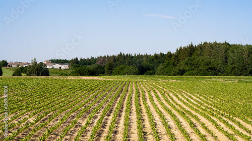 Farm field with beds  green spinach on forest background, sown in even rows. Cultivation sprouts of ecologically clean varieties of lettuce, green leafy crops, vegetables