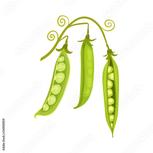 Grain Legume or Pulse Crop with Pod and Beans Vector Illustration