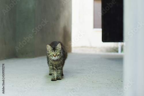 Gray striped cat with yellow eyes walking and watching intently. Cat watching  outdoor. Funny home pets. Domestic animal and young kittens. Concept of protection of stray animals