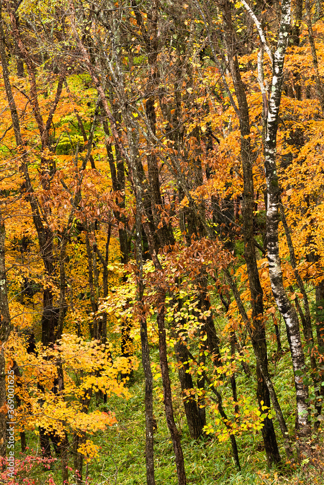 Obraz premium 長野と山梨に跨がる八ヶ岳、秋の風景・日本
