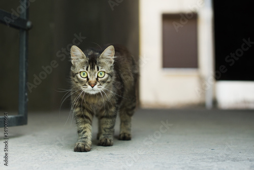 Gray striped cat with yellow eyes walking and watching intently. Cat watching  outdoor. Funny home pets. Domestic animal and young kittens. Concept of protection of stray animals