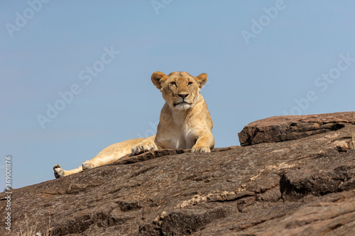 Lioness resting on a rock,  Maasai Mara National Reserve, Kenya, Africa © RealityImages