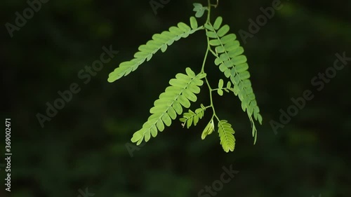 fern leaf in the wind