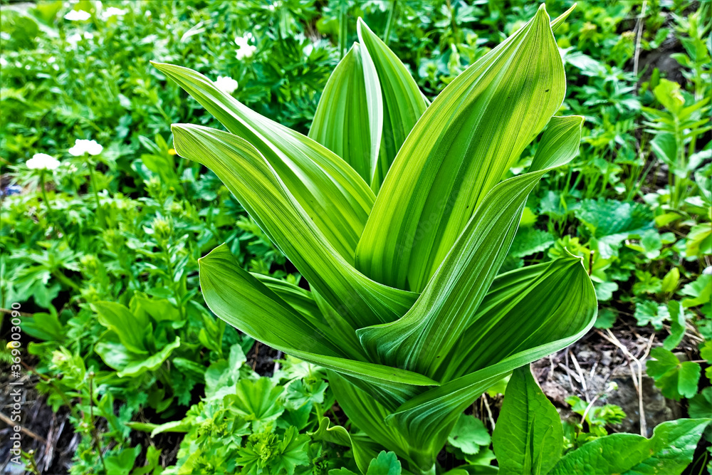 Obraz premium Alpine meadows in summer. White American hellebore is a herb with large, wide, corrugated leaves. Bright green color. Background - herbs, wildflowers.