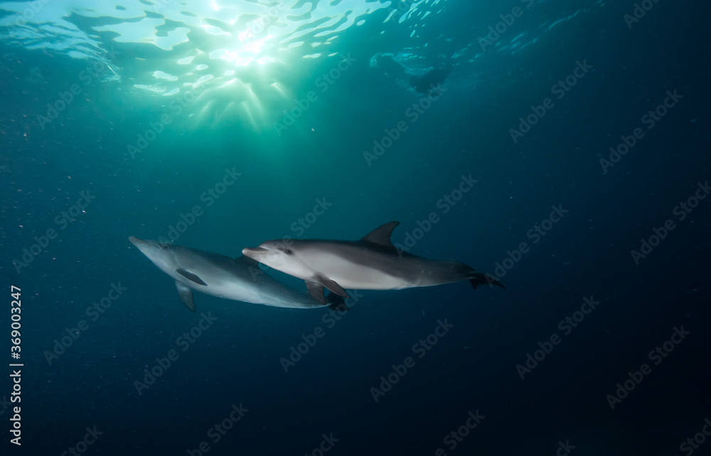 Dolphins swim under water. A school of dolphins swims through a group of divers. Marine life underwater in ocean. Observation animal world. Scuba diving adventure in Red sea, coast Africa