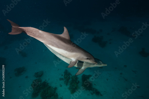 Dolphins swim under water. A school of dolphins swims through a group of divers. Marine life underwater in ocean. Observation animal world. Scuba diving adventure in Red sea  coast Africa