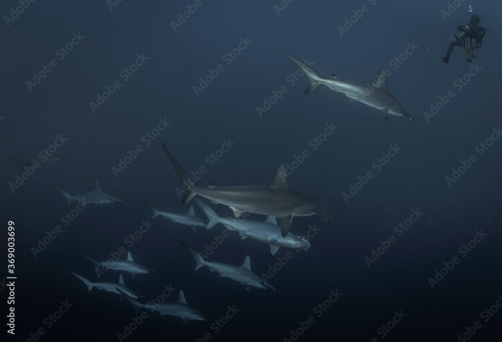 Stockfoto Great Hammerhead Shark. School of Hammerheads swimming in Red