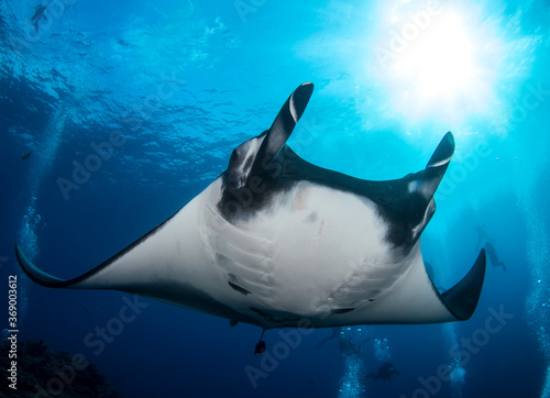 Elegant manta Ray floats under water. Giant ocean Stingray feeds on plankton. Marine life underwater in blue ocean. Observation animal world. Scuba diving adventure in Red sea, coast Africa