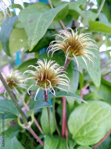 flower in the garden