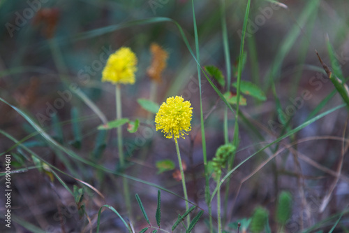 Yellow flower and foliage of the sensitive briar, a lugume also known as yellow puff, the leaves fold up if touched. photo